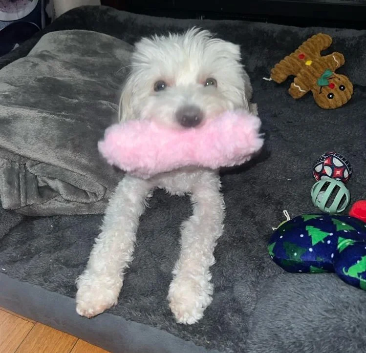 Jazzy with pink bone.JPG