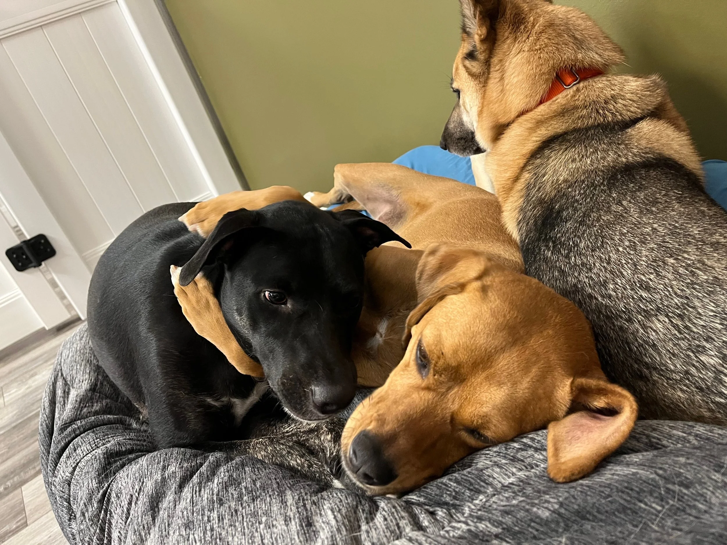 Boarding.Classic Bed Hug.jpeg