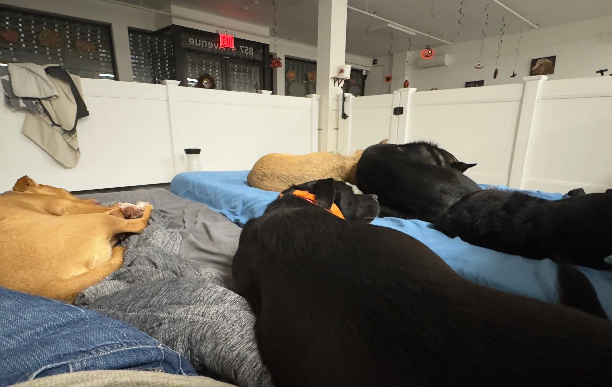 Boarding.Dogs asleep on beds in pen.jpeg