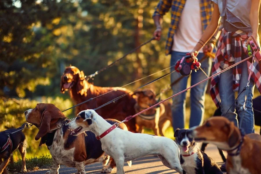 Pack Leaders walking dogs