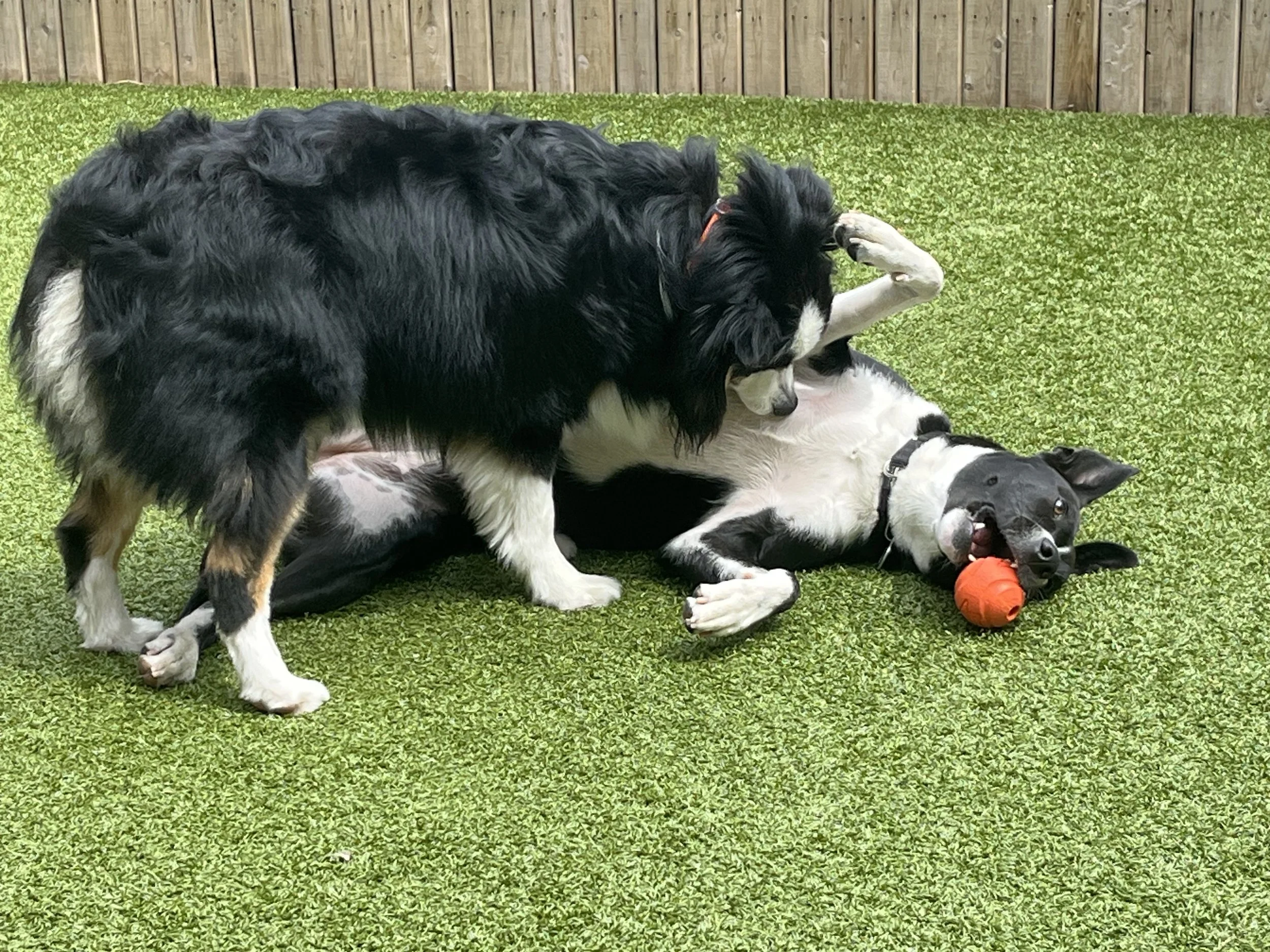 Dogs in the yard