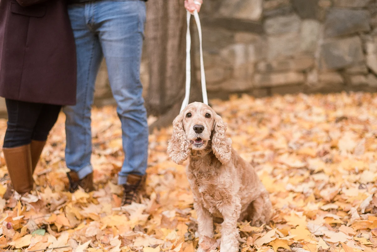 MD-Great-Falls-Engagement-Session-With-Dog-Fall-Foliage-15.jpg