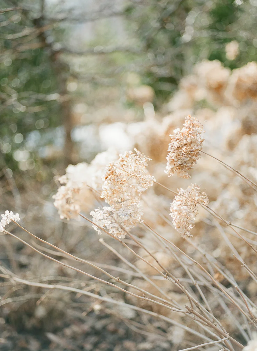 MD-Engagement-Brookside-Garden-Winter-Sunset-Session-6.jpg