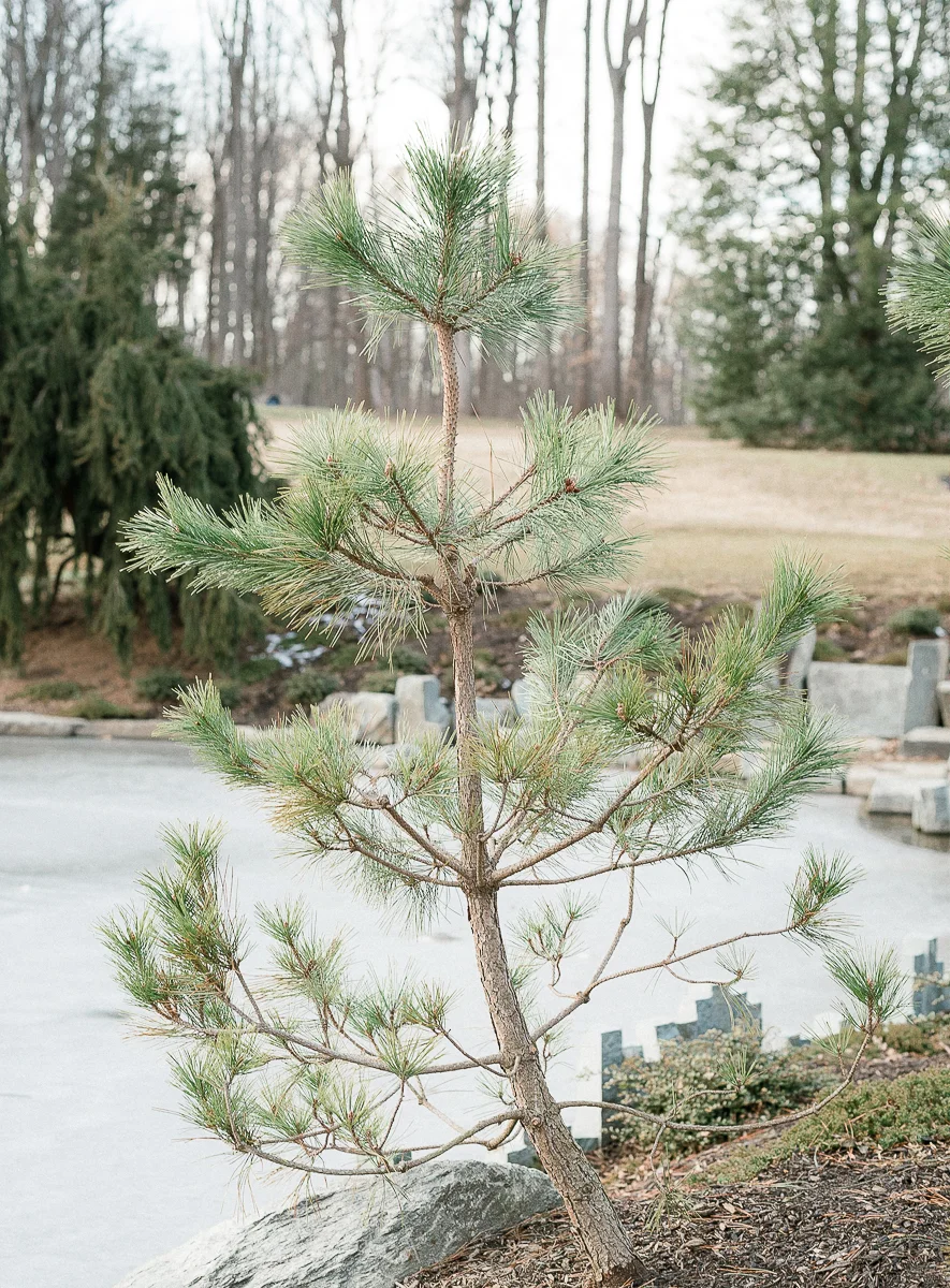 MD-Engagement-Brookside-Garden-Winter-Sunset-Session-30.jpg