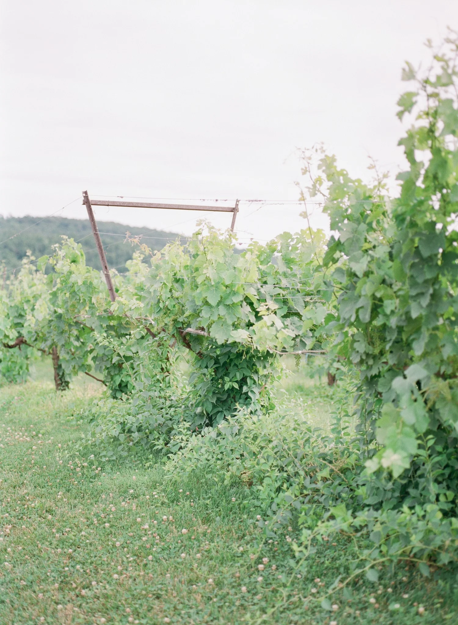 VA-Breaux-Vineyards-Summer-Wedding-Dusty-Blue-40.jpg