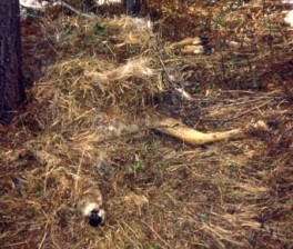 Cougar cache site for prey