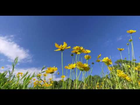 Yellow flowers blowing in breeze against bright blue sky