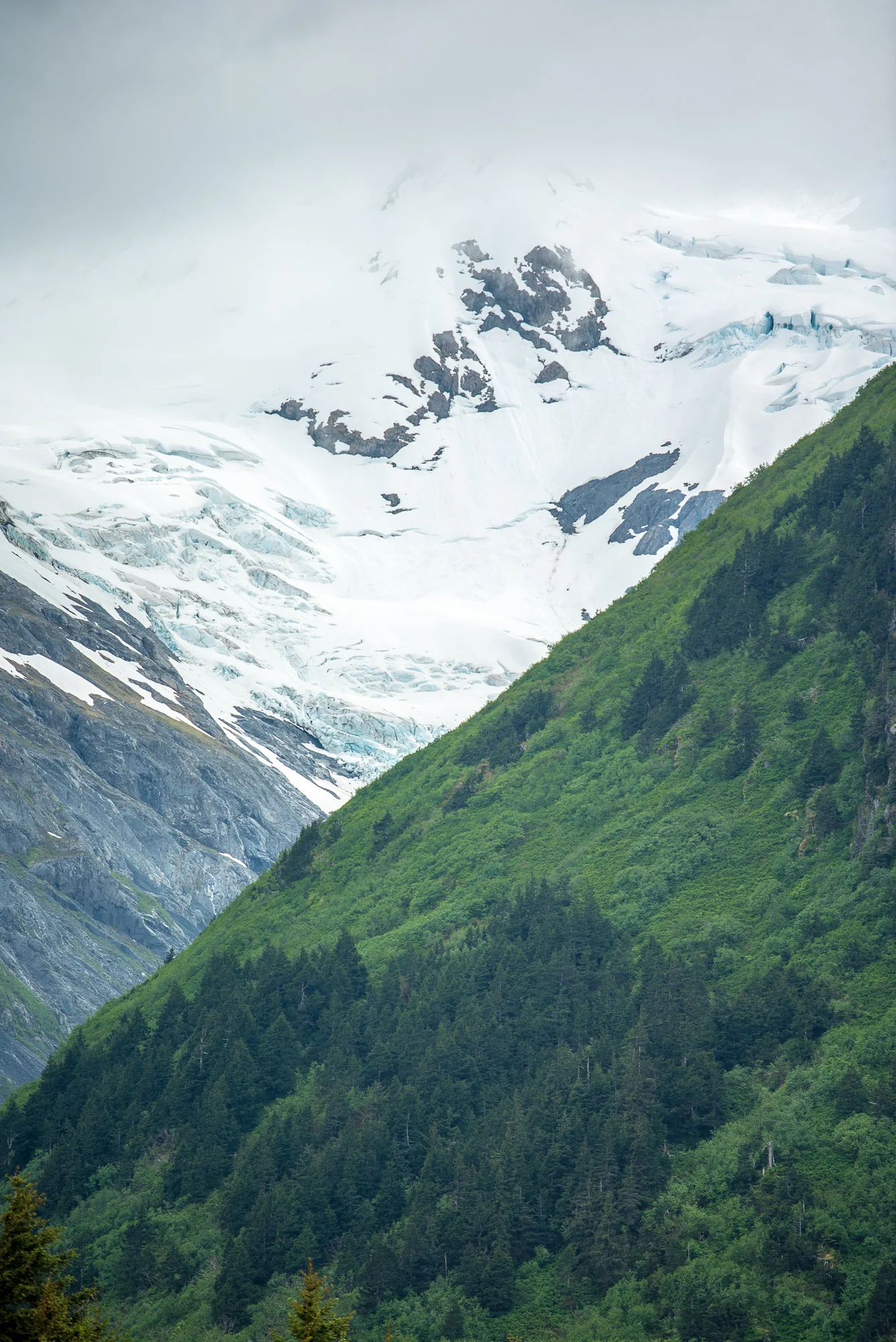 Ice and flora, Anchorage, AK.