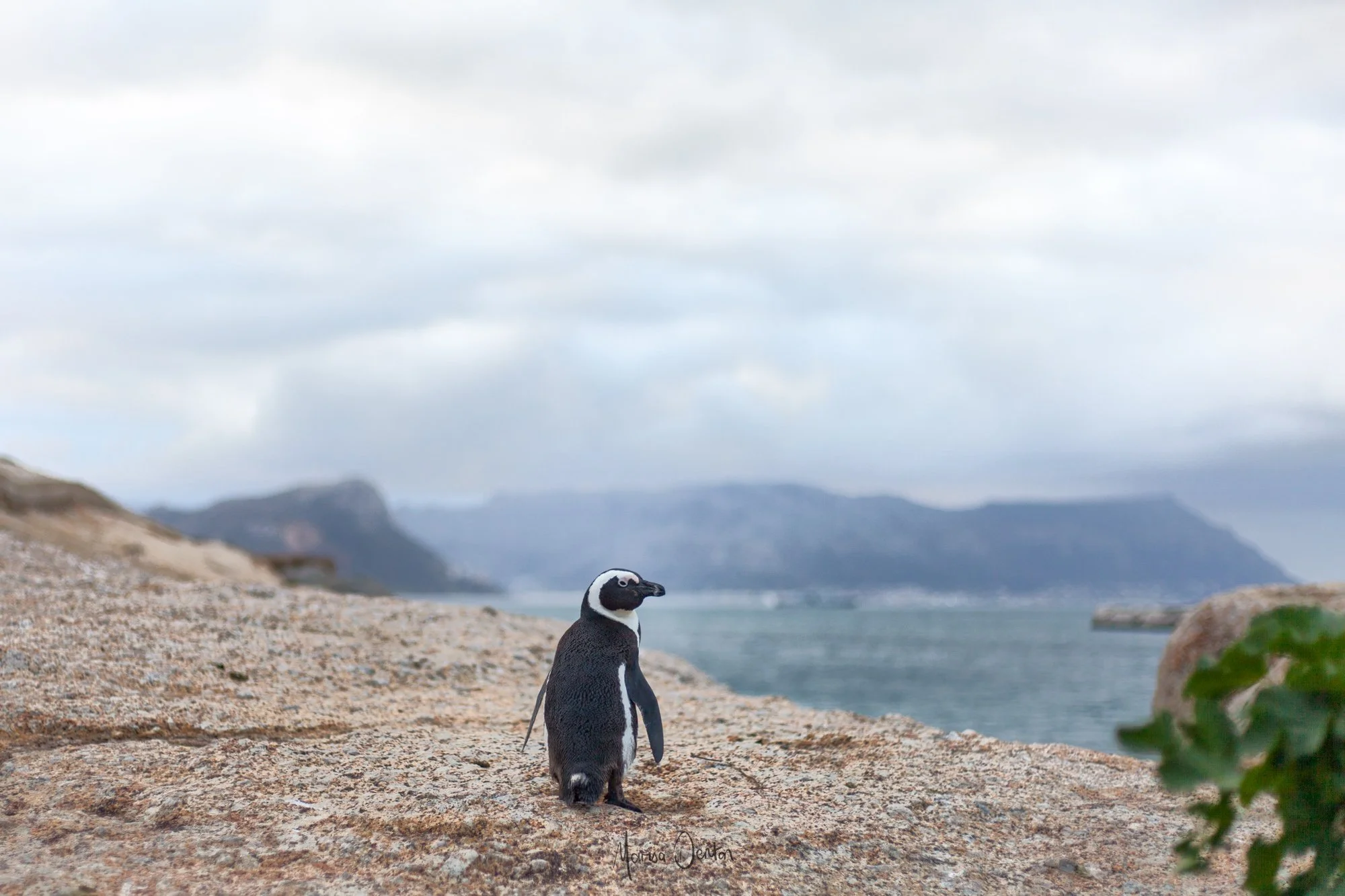 _MG_7980WWW Marisa Denton Images.jpg