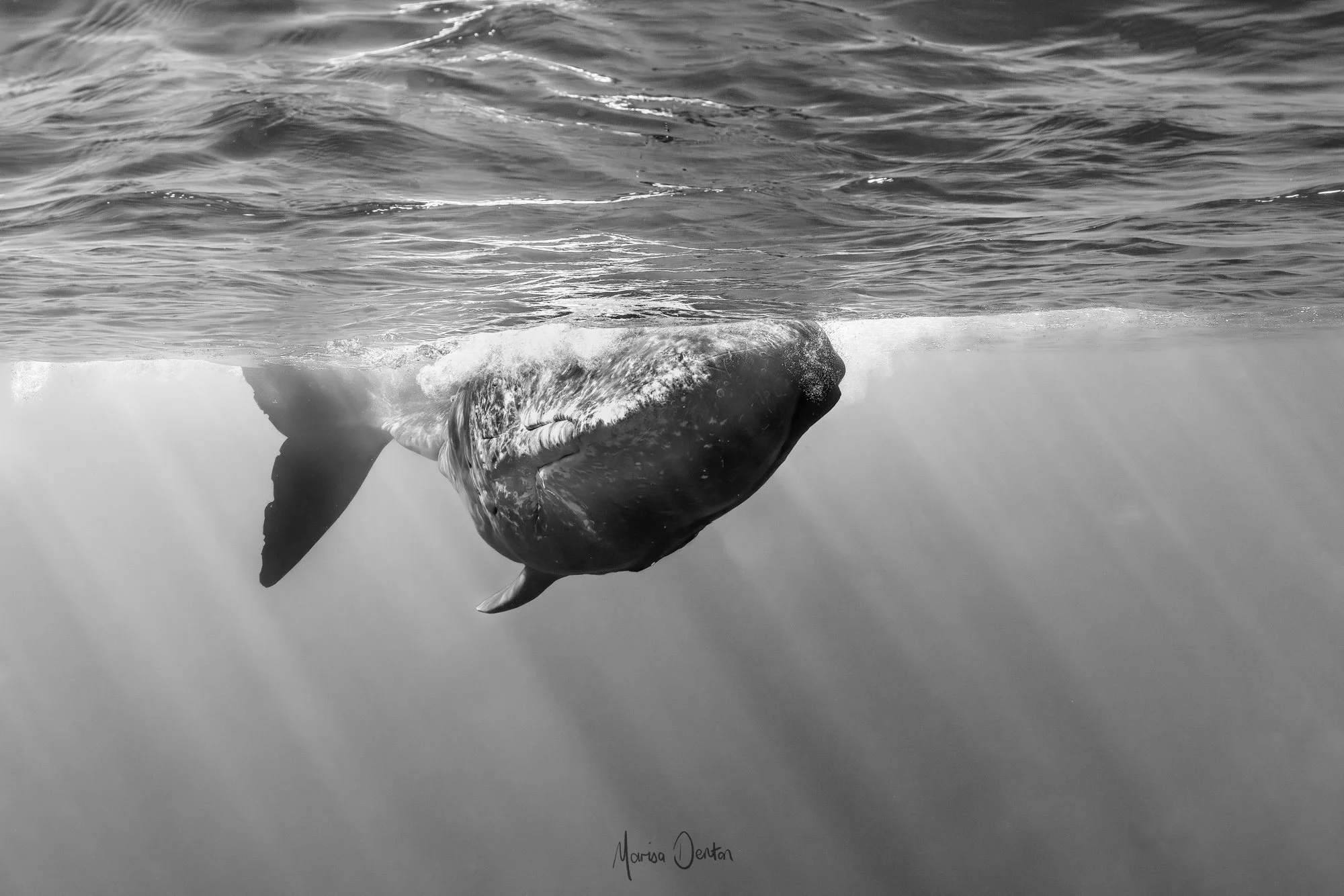 _N0A0150-Enhanced-NR-EditWWW Marisa Denton Images-2.jpg