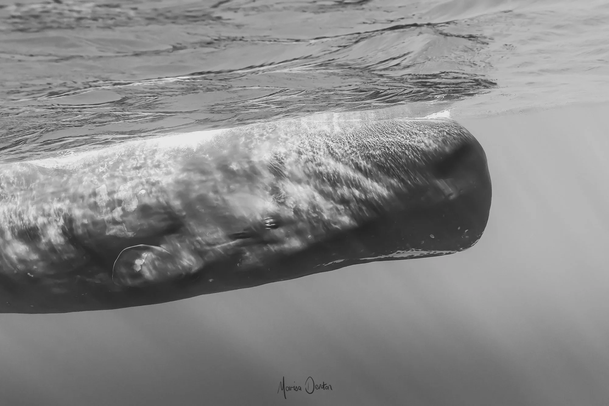 _N0A0430-EditWWW Marisa Denton Images-2.jpg