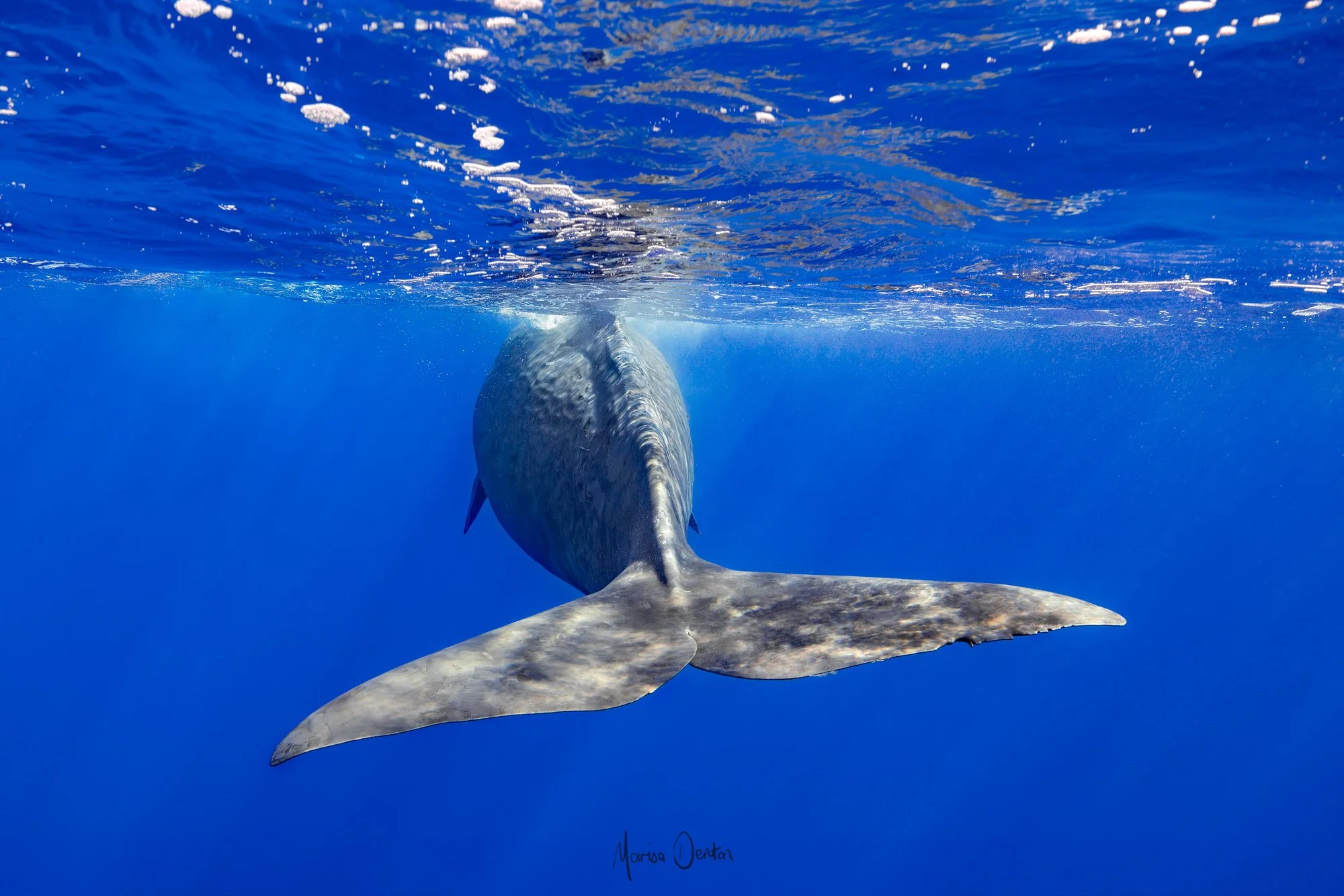 _N0A0415-Enhanced-NR-EditWWW Marisa Denton Images.jpg