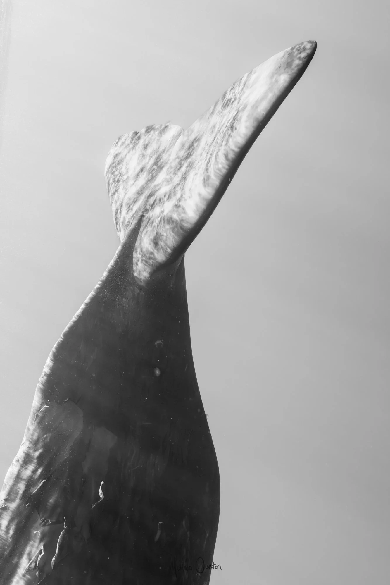 _N0A0393-Enhanced-NRWWW Marisa Denton Images.jpg