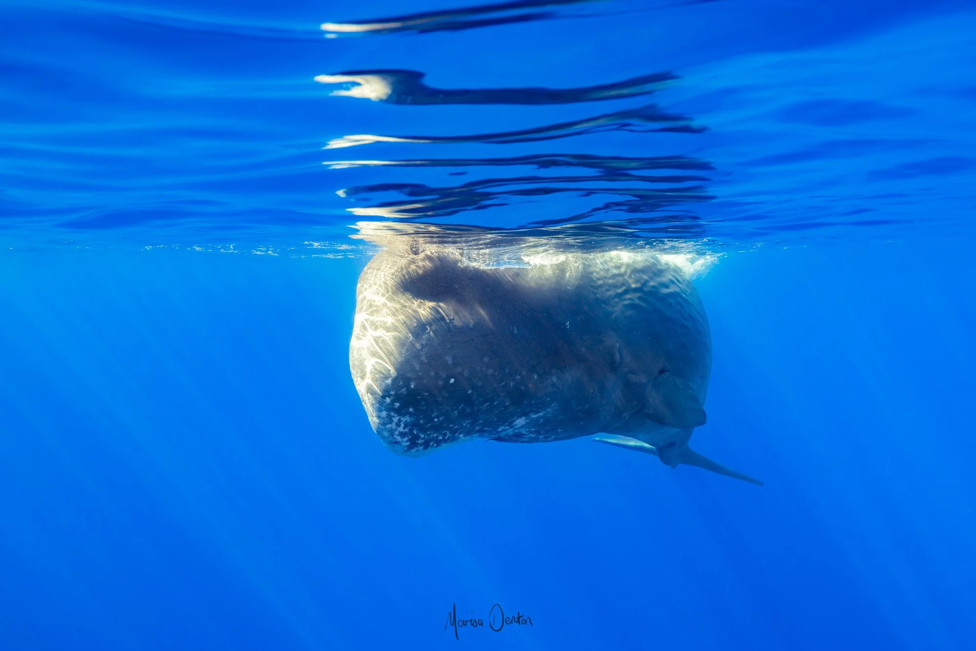 _N0A0216-Enhanced-NR-EditWWW Marisa Denton Images.jpg