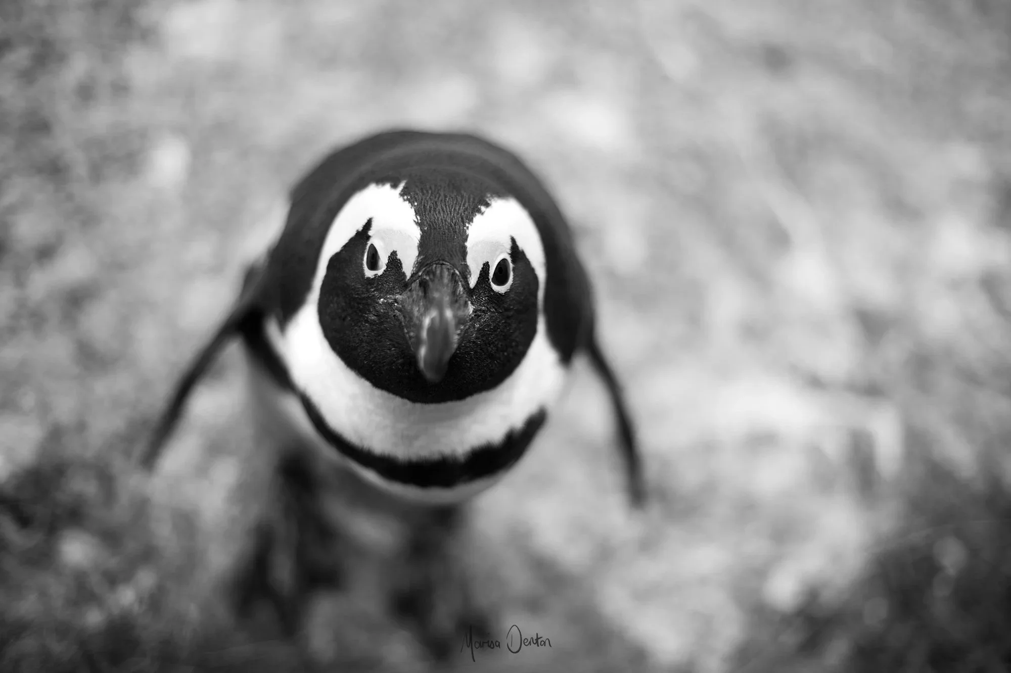 _MG_7924-Enhanced-NR-EditWWW Marisa Denton Images.jpg