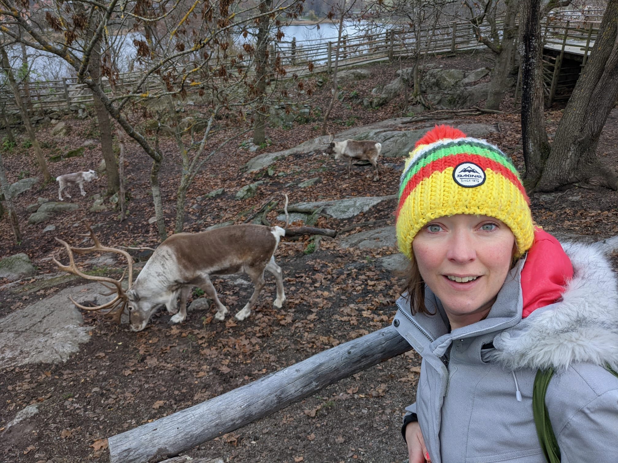 Reindeer in Skansen