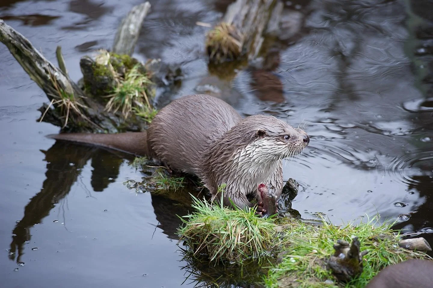Happy World Otter Day 🦦 💚