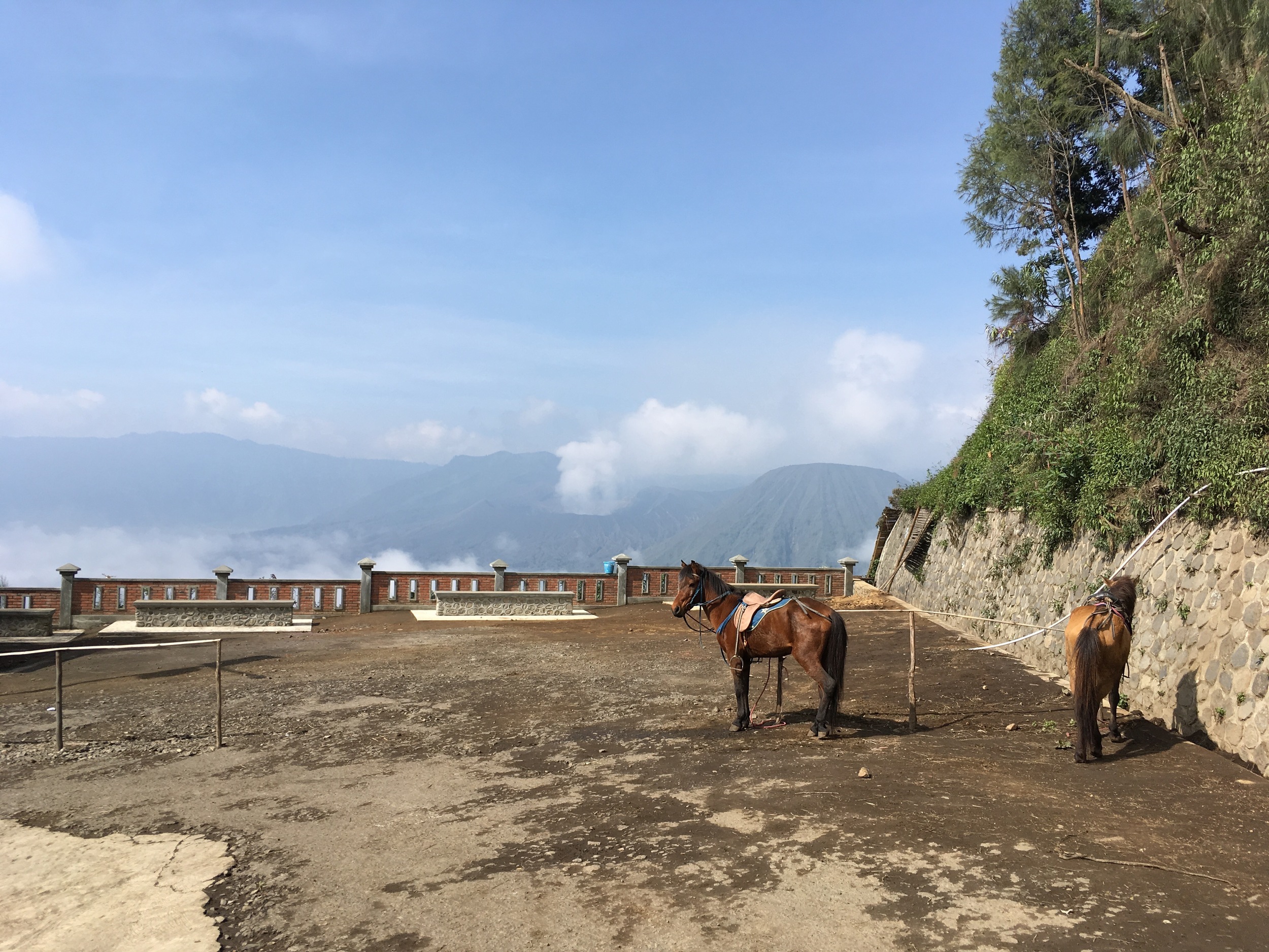 The horses resting after early morning rides