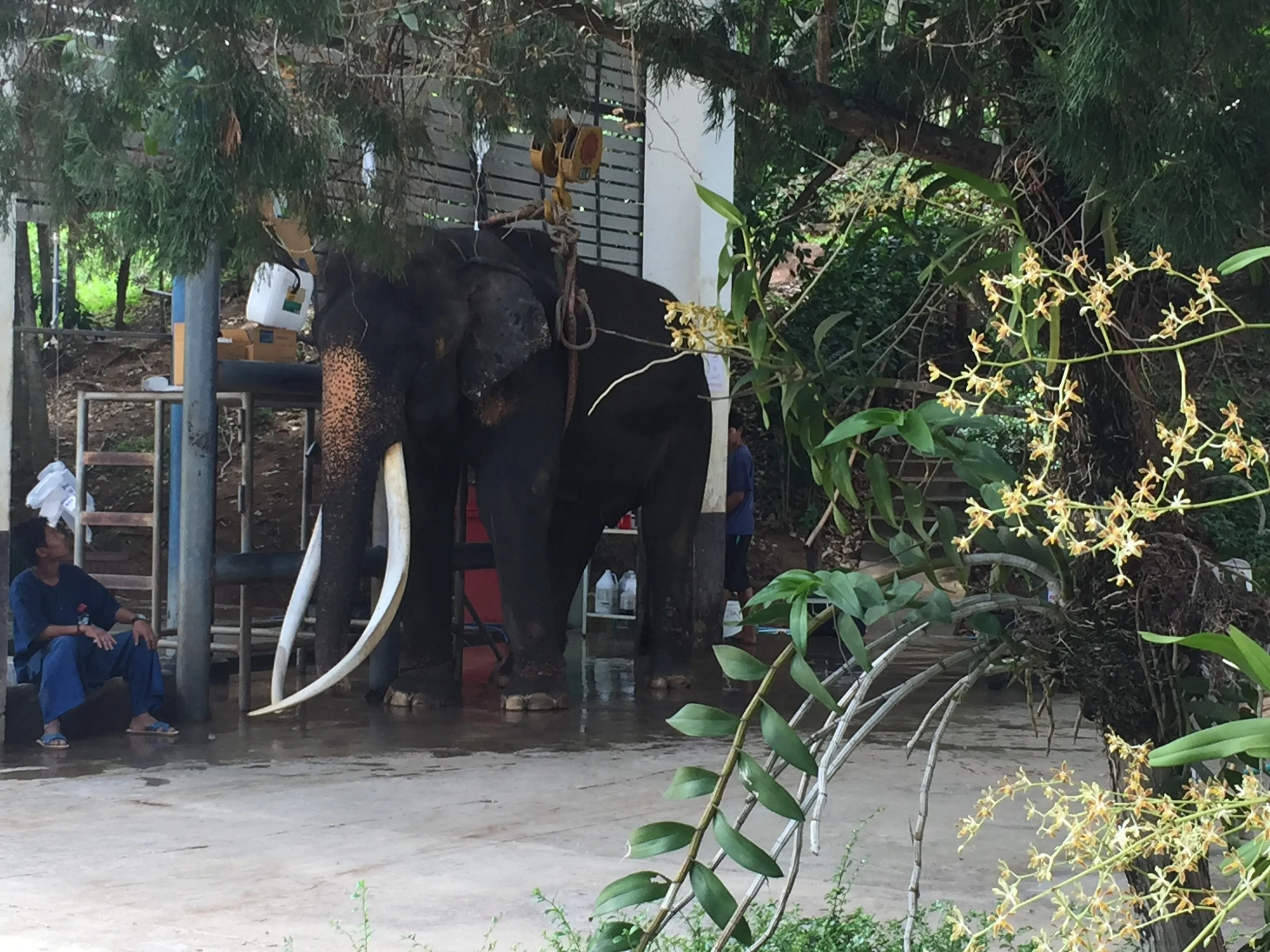At the elephant hospital