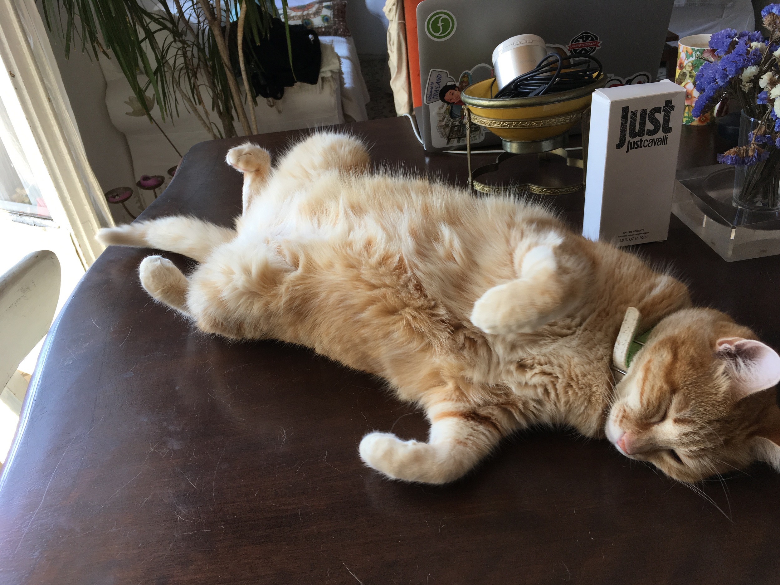 The sleeping beauty 