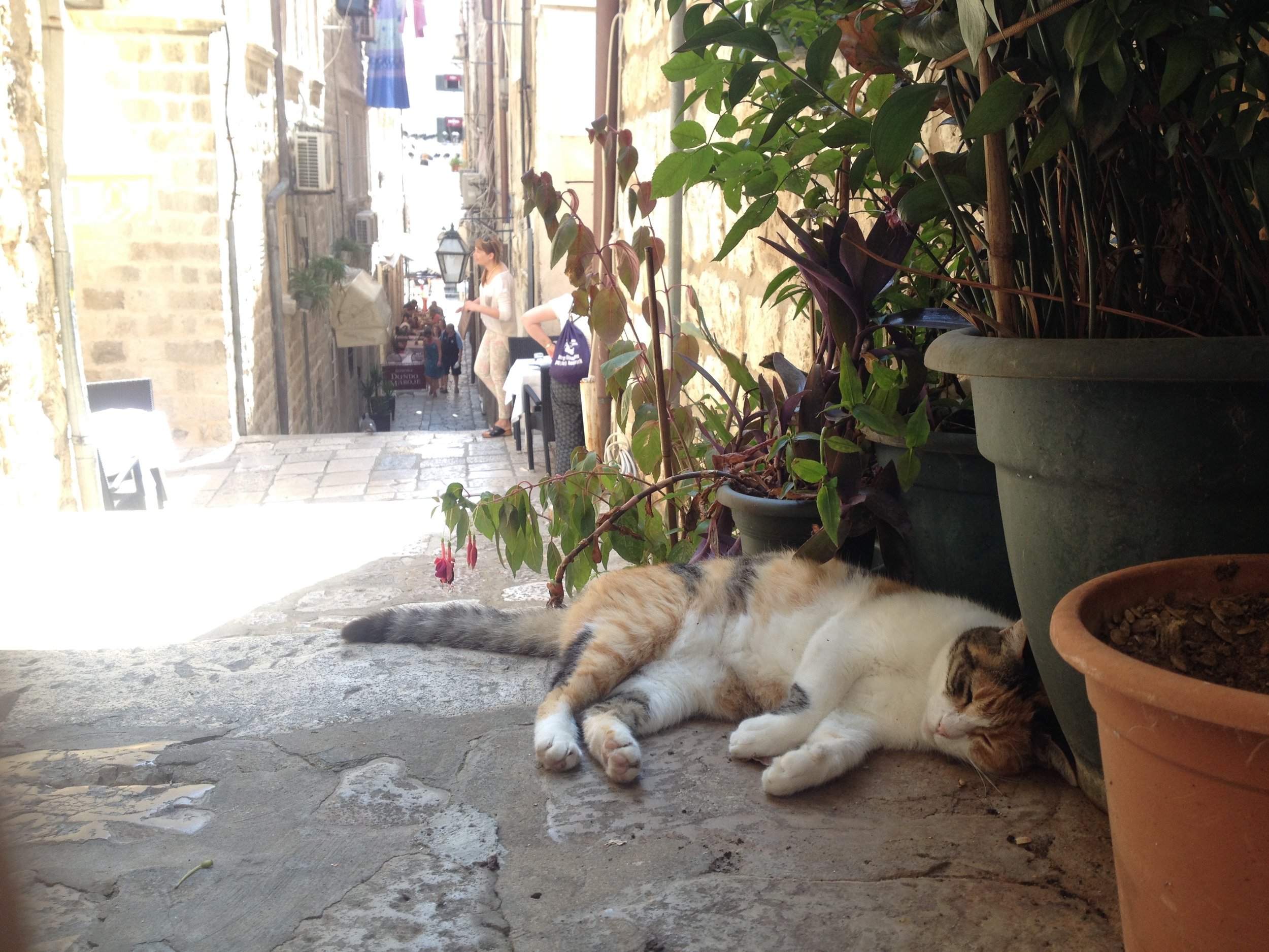 Cats are everywhere in Dubrovnik