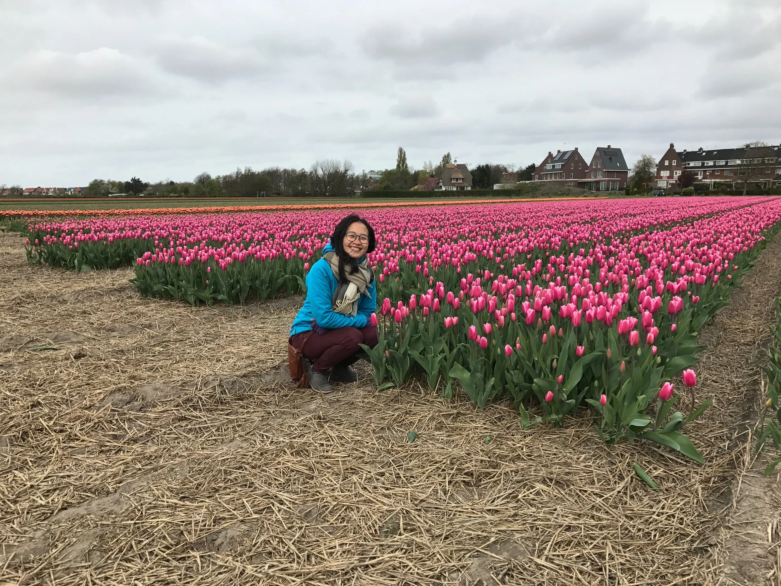 A tulip field in Hillegom