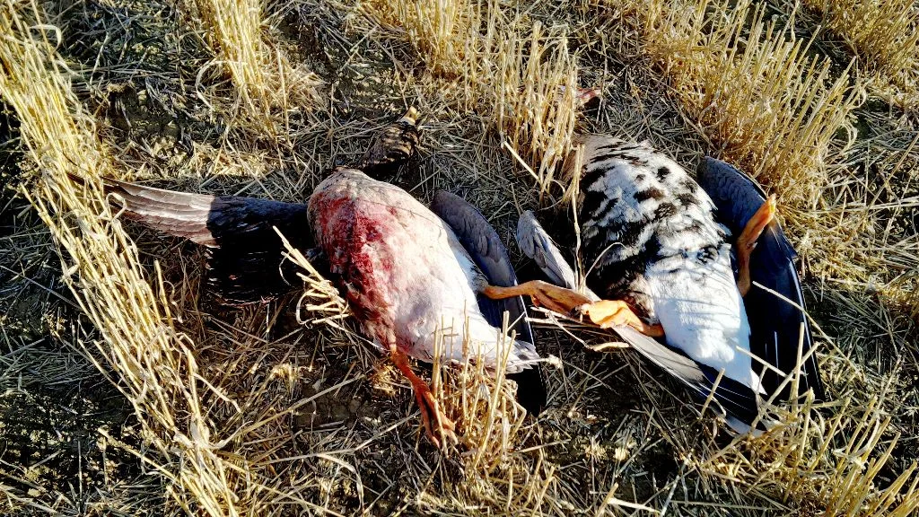 2013 Snow Goose Hunt  Tonight We Feast! 