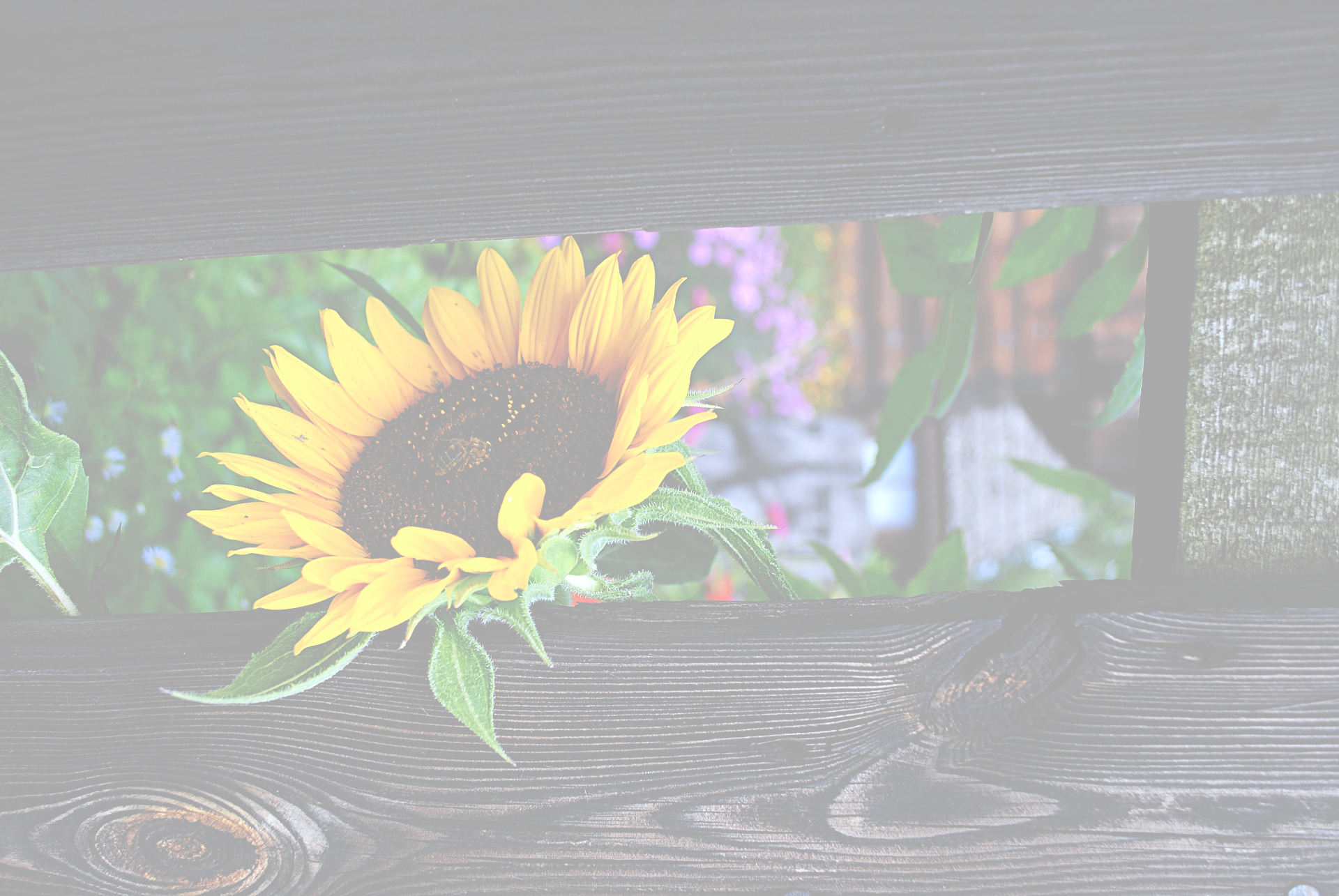 Sunflower 3 (Light-60).jpg