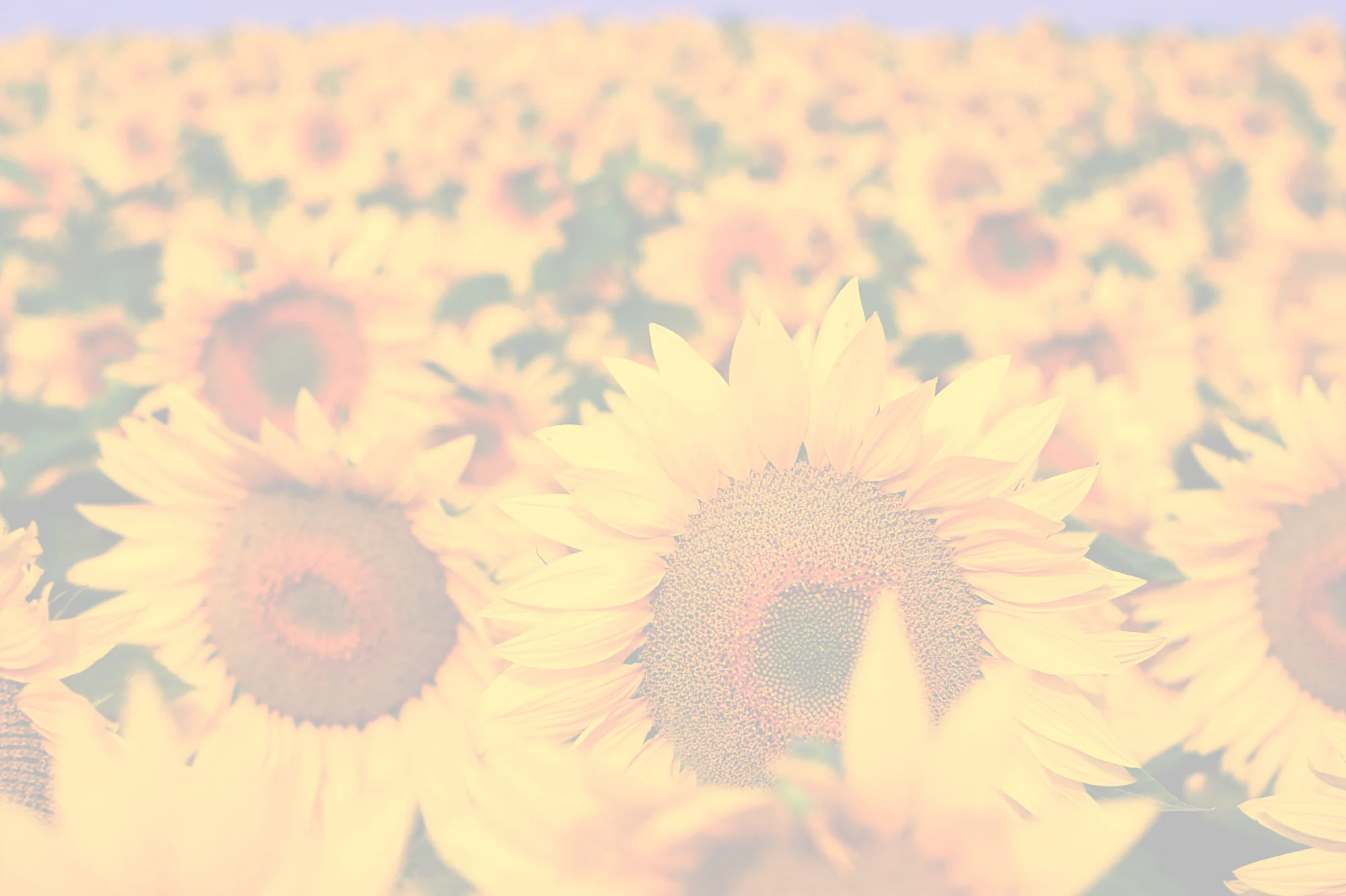 Sunflower 2 (Light-50).jpg