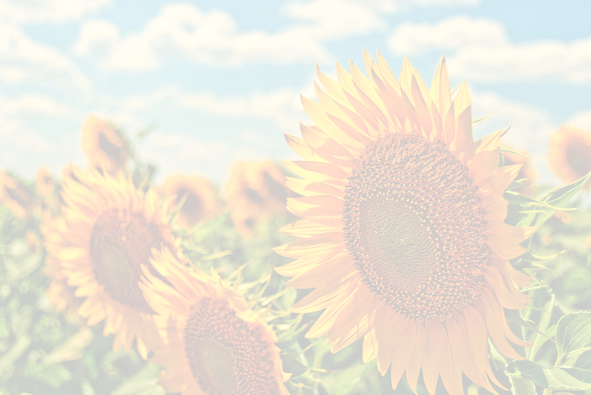 Sunflower 1 (Light-40).jpeg