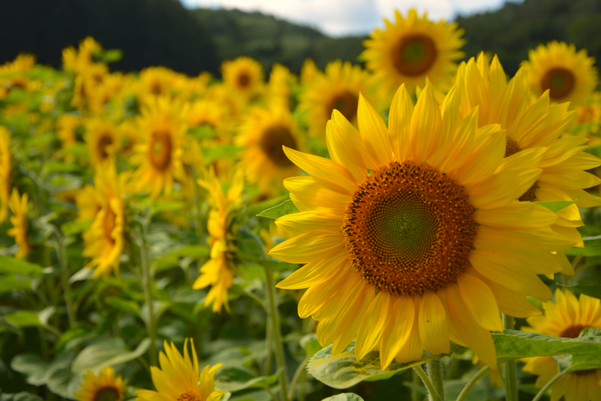 Base Sun (Edit).jpeg