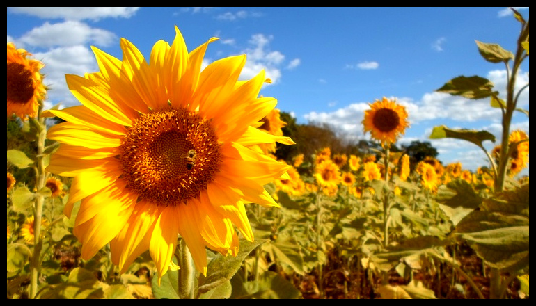 Sunflowers in Field.jpeg