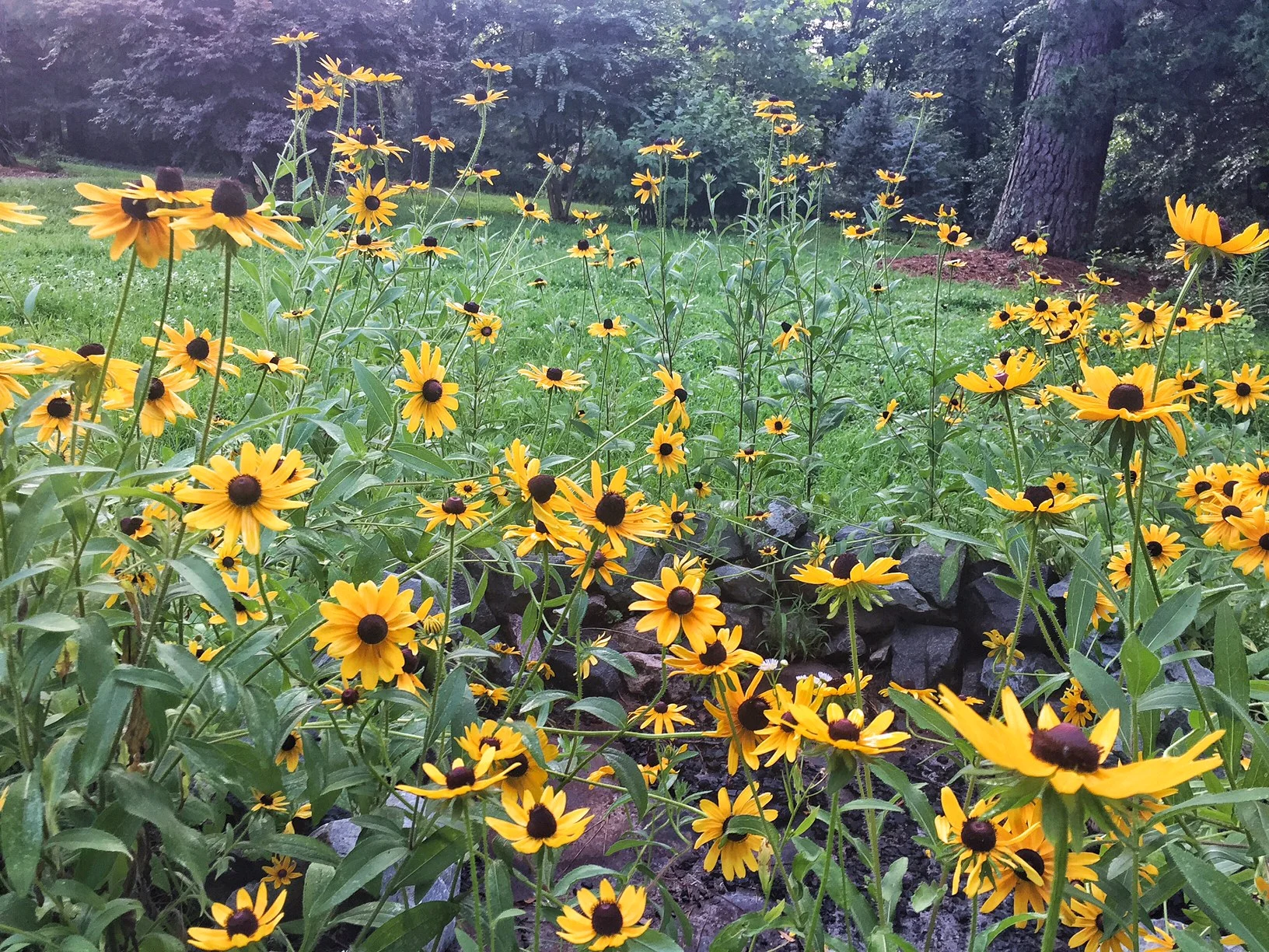 Black Eyed Susans in the front yard