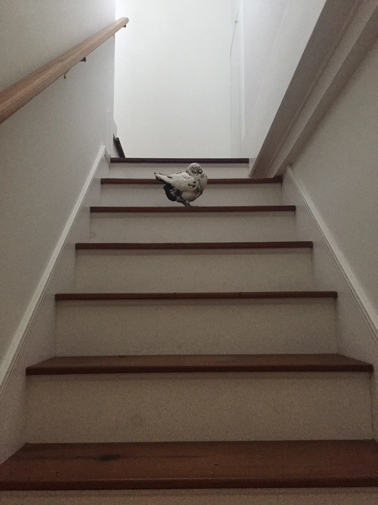 Pearl figured out how to climb the stairs. Smart girl!
