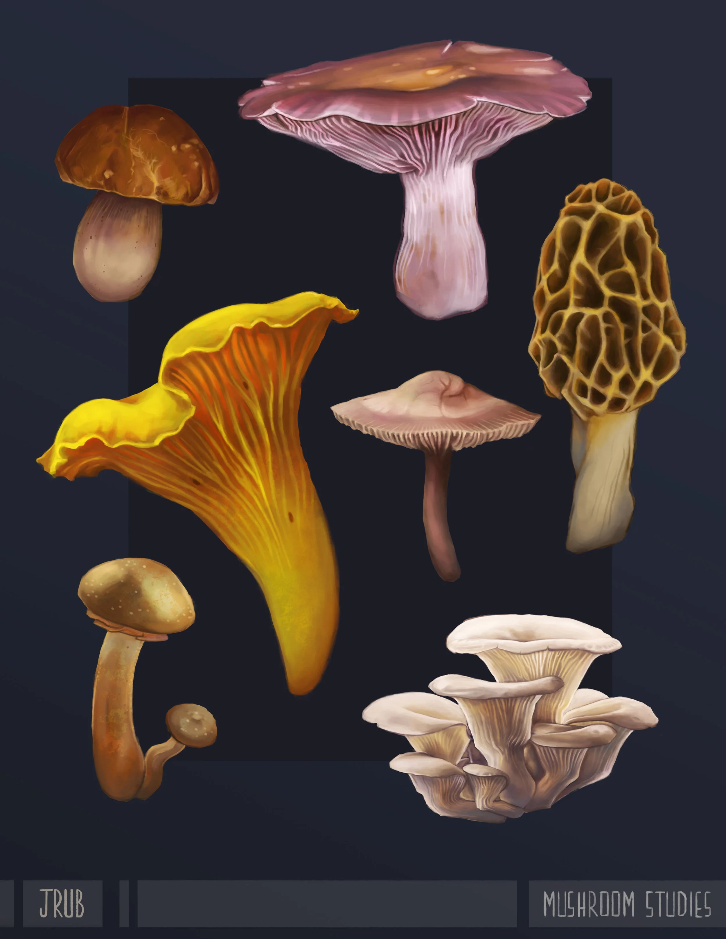 Studies of mushrooms that could be found among the burrows. From top-left: Cep, Blewit, Chanterelle, Fairy Ring, Morel, Armillaria, and Oyster.