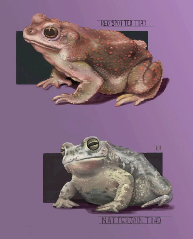 The Beginning of Toad's Conception.