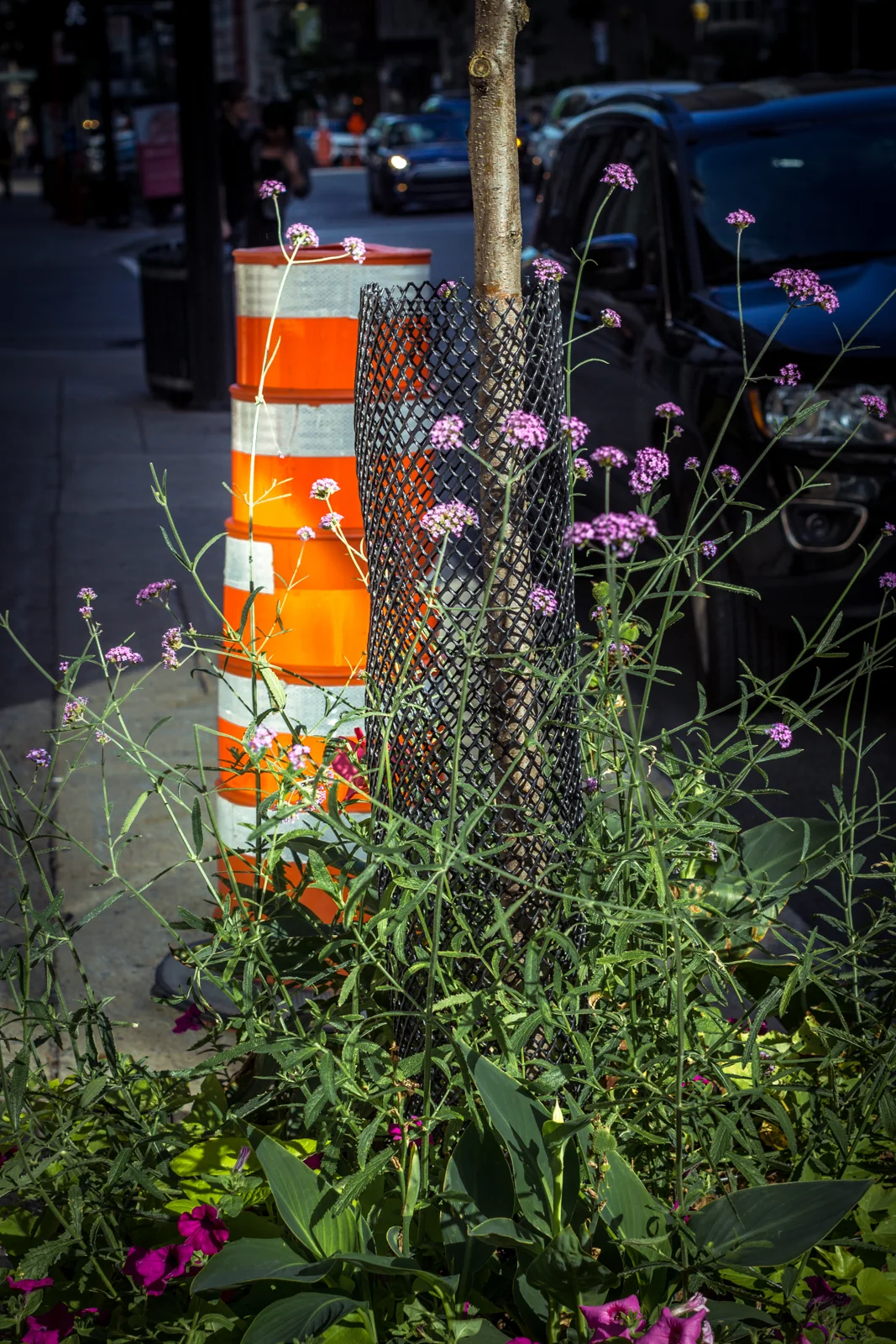Beauty and the beast. The city is filled with beautiful flowers, but unfortunately, the constant construction seems to spoil these efforts all too many times. 