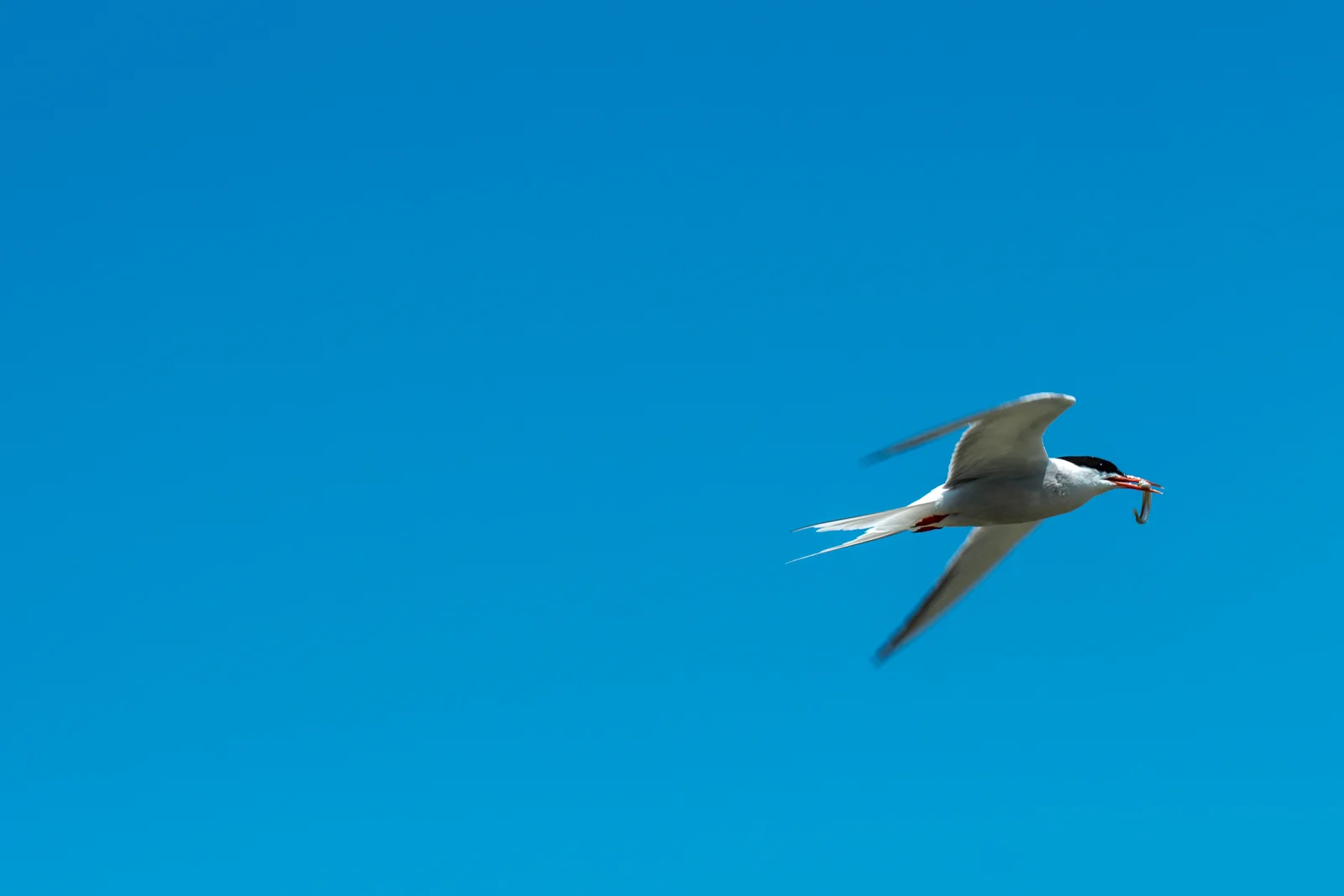 The bird got the fish, and I got the shot!