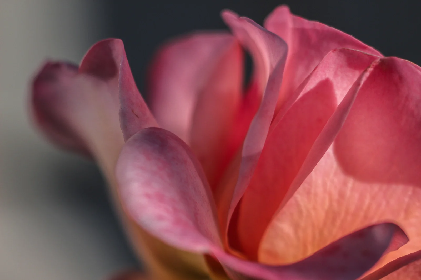 One of my greatest accomplishments as a gardener this year, growing roses in containers. Here, I used my Lensbaby edge 80 with an extension tube to capture the details.