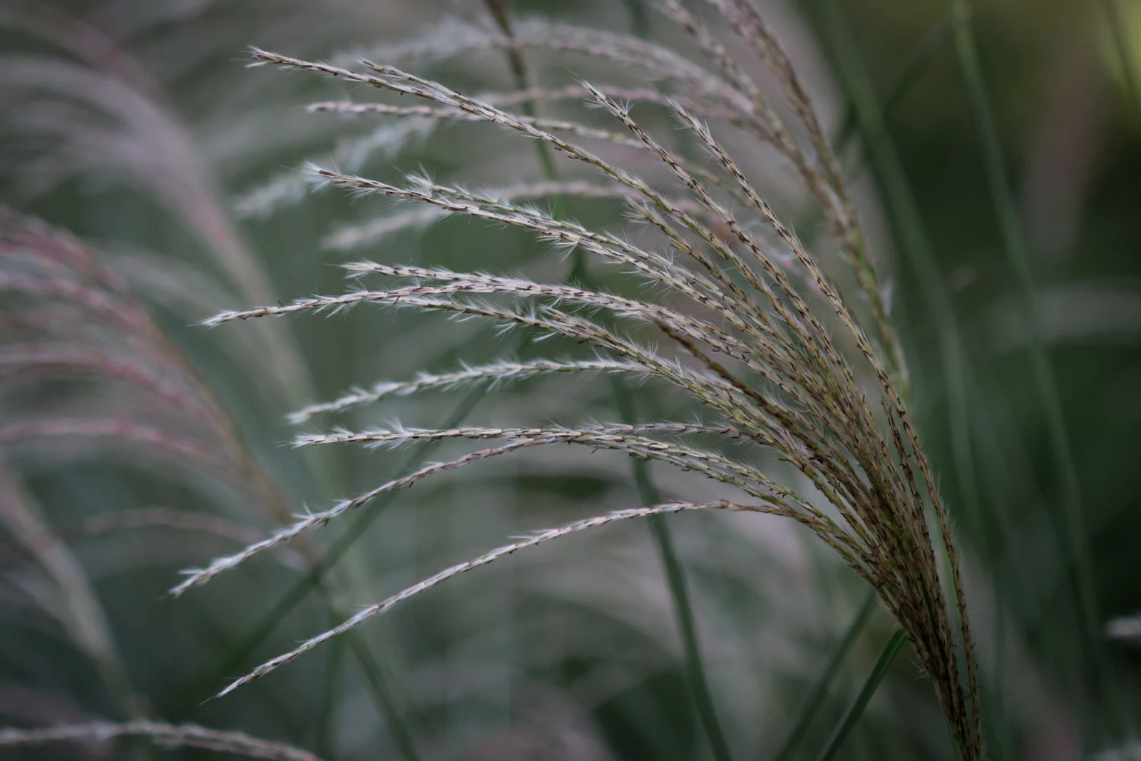 Fall light is magical, and these silvery bushes seemed to glow.