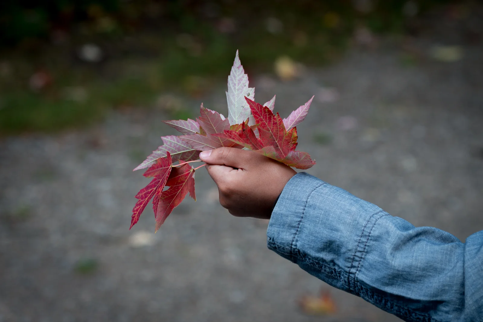 Siena managed to find some red leaves...all she needs for a future craft project!