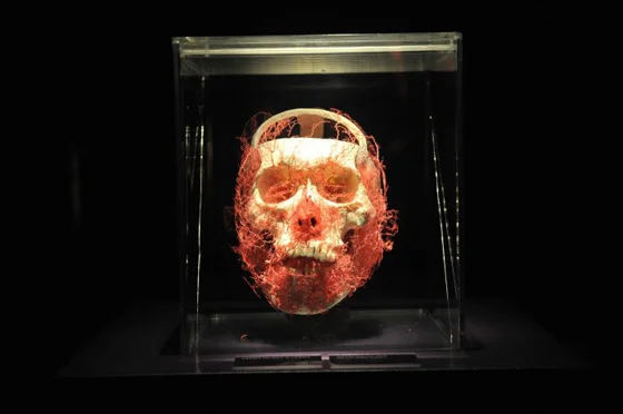 the-human-body-exhibition-4.jpg