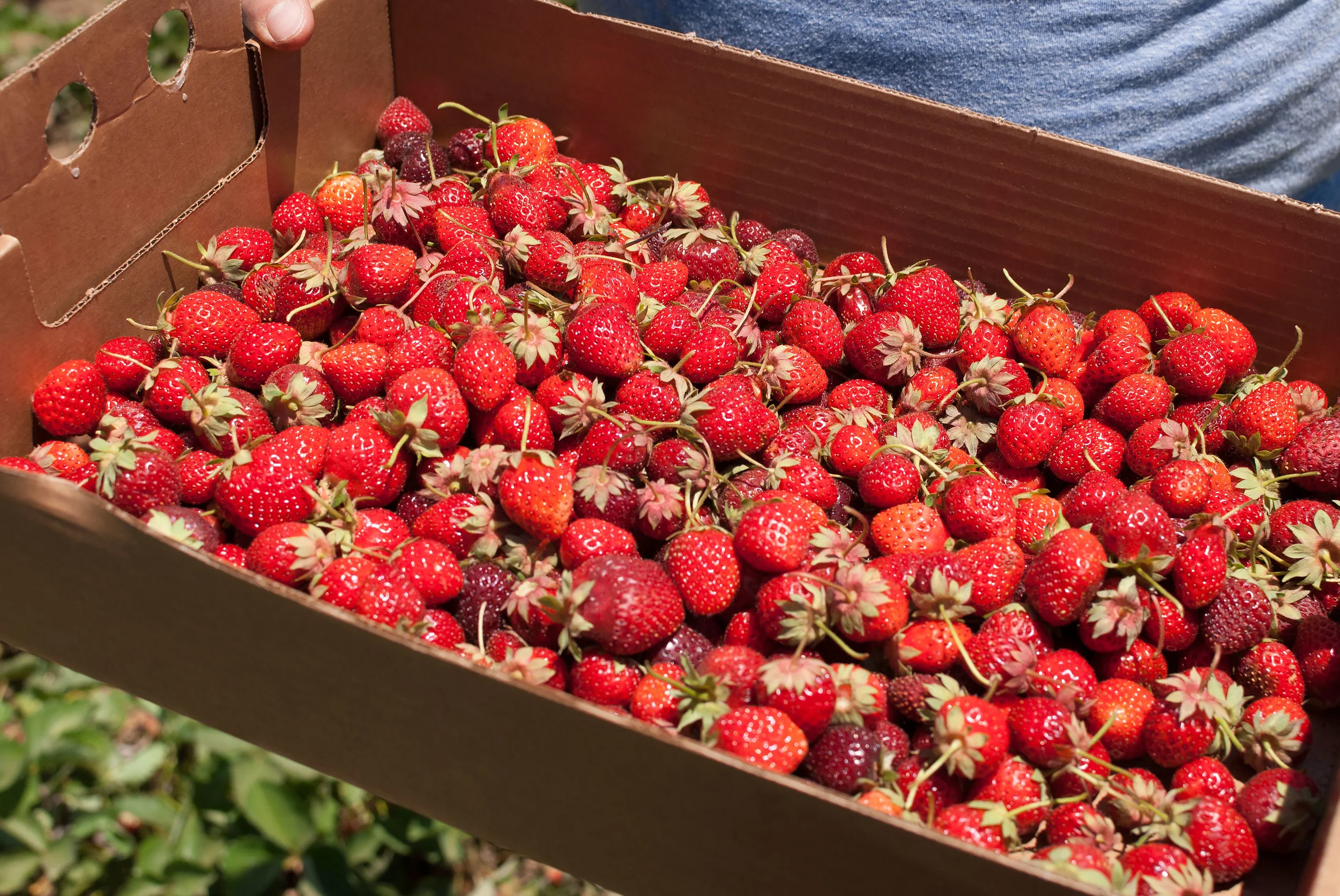 strawberry-jam_021.jpg