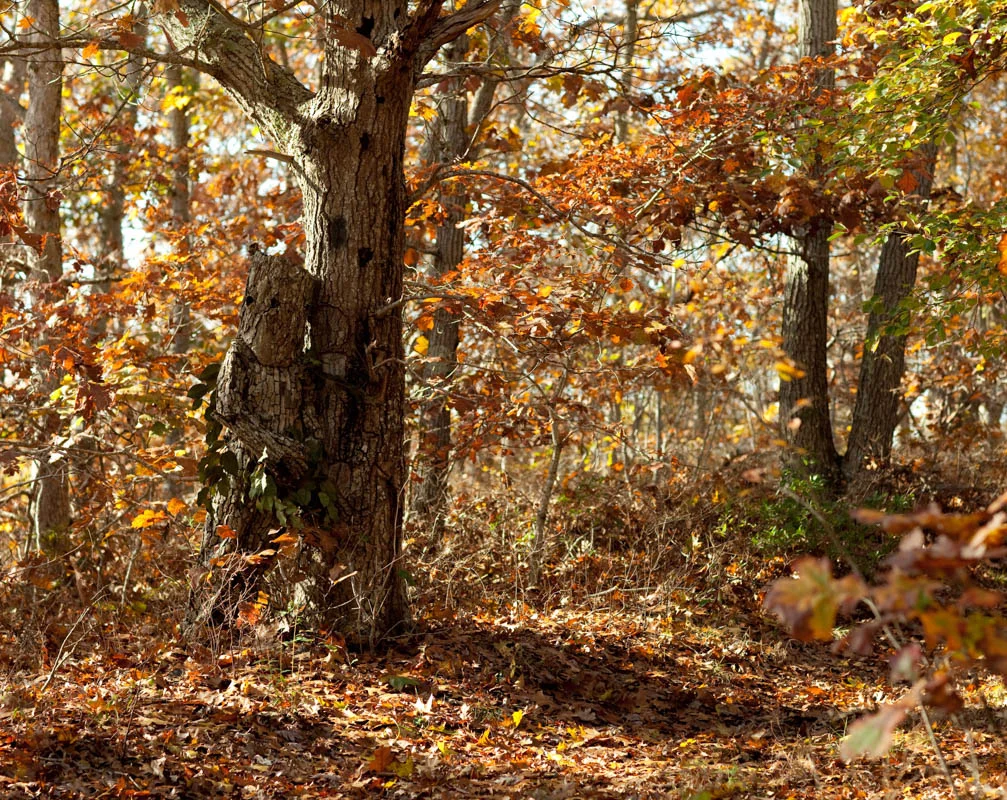  SILENT EARTH: TREE, OAKS, FALL &nbsp; &nbsp;2009&nbsp; &nbsp; &nbsp;&nbsp; &nbsp;  PRINT INQUIRY   