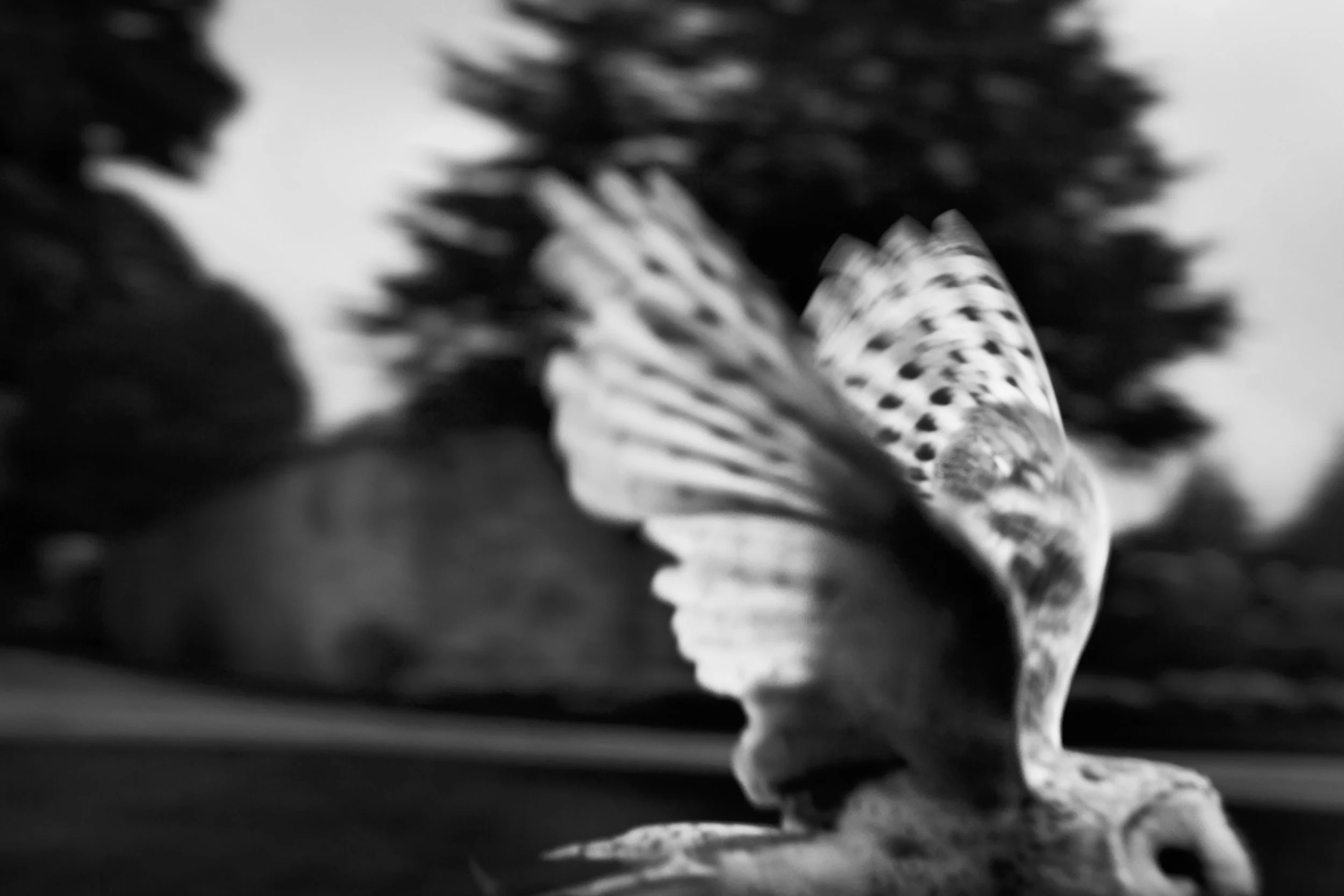 FLIGHTS - 40 x 26.5" - ARCHIVAL PIGMENT PRINT - 2015 — DORNOCH, SCOTTLAND