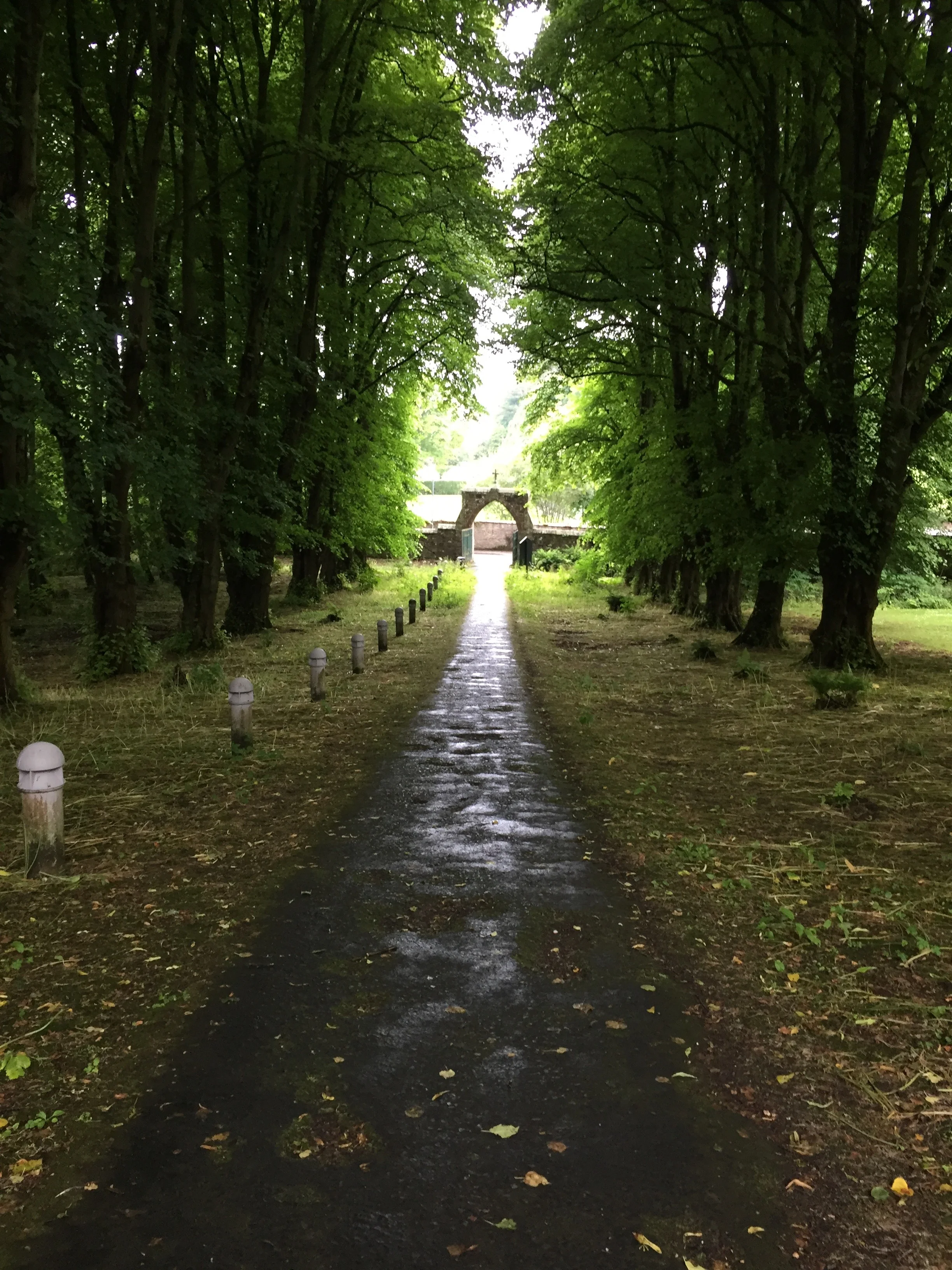 The path to the Cathedral, sown with wild garlic.