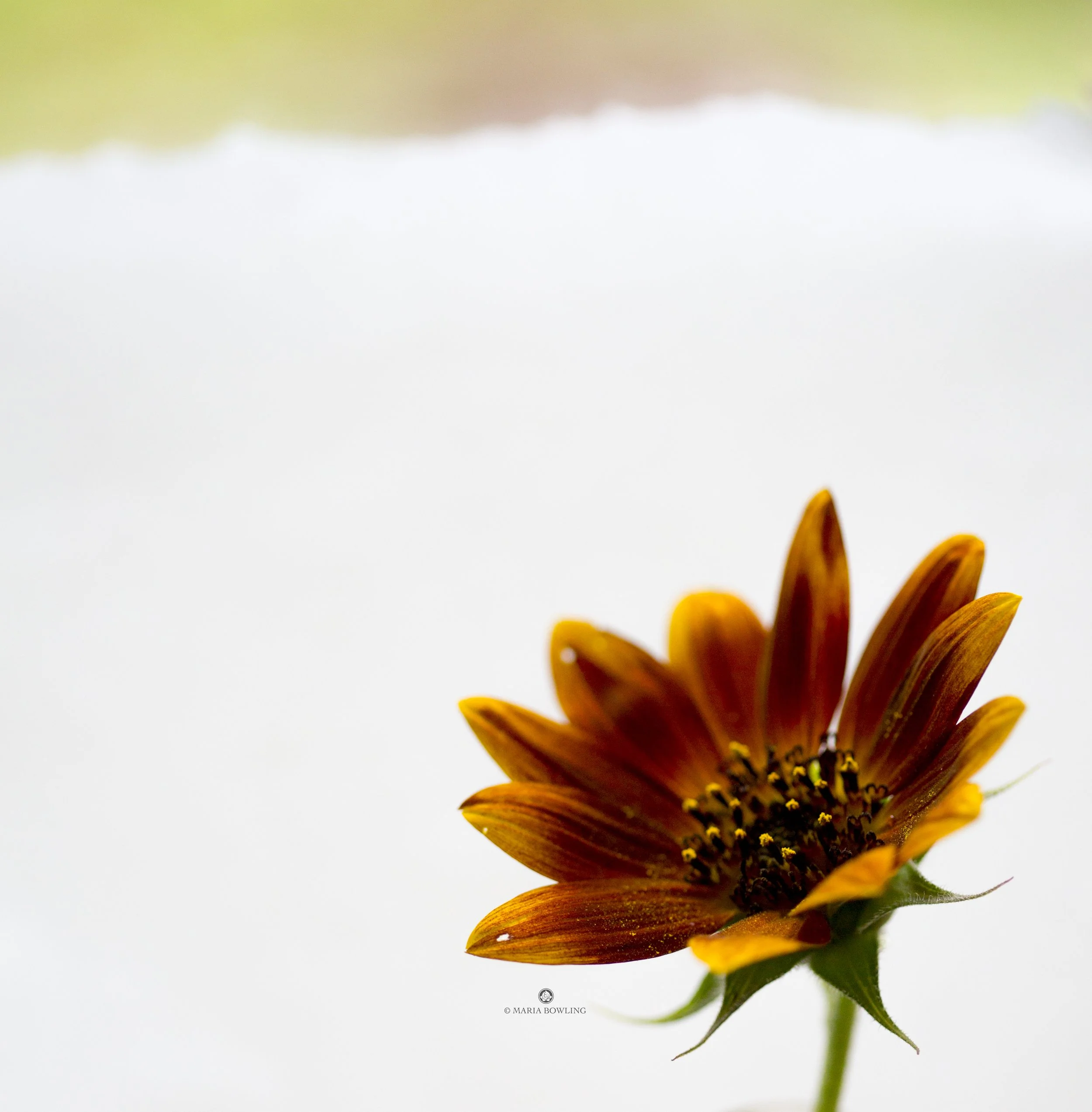sunflowerorangeflattened.jpg