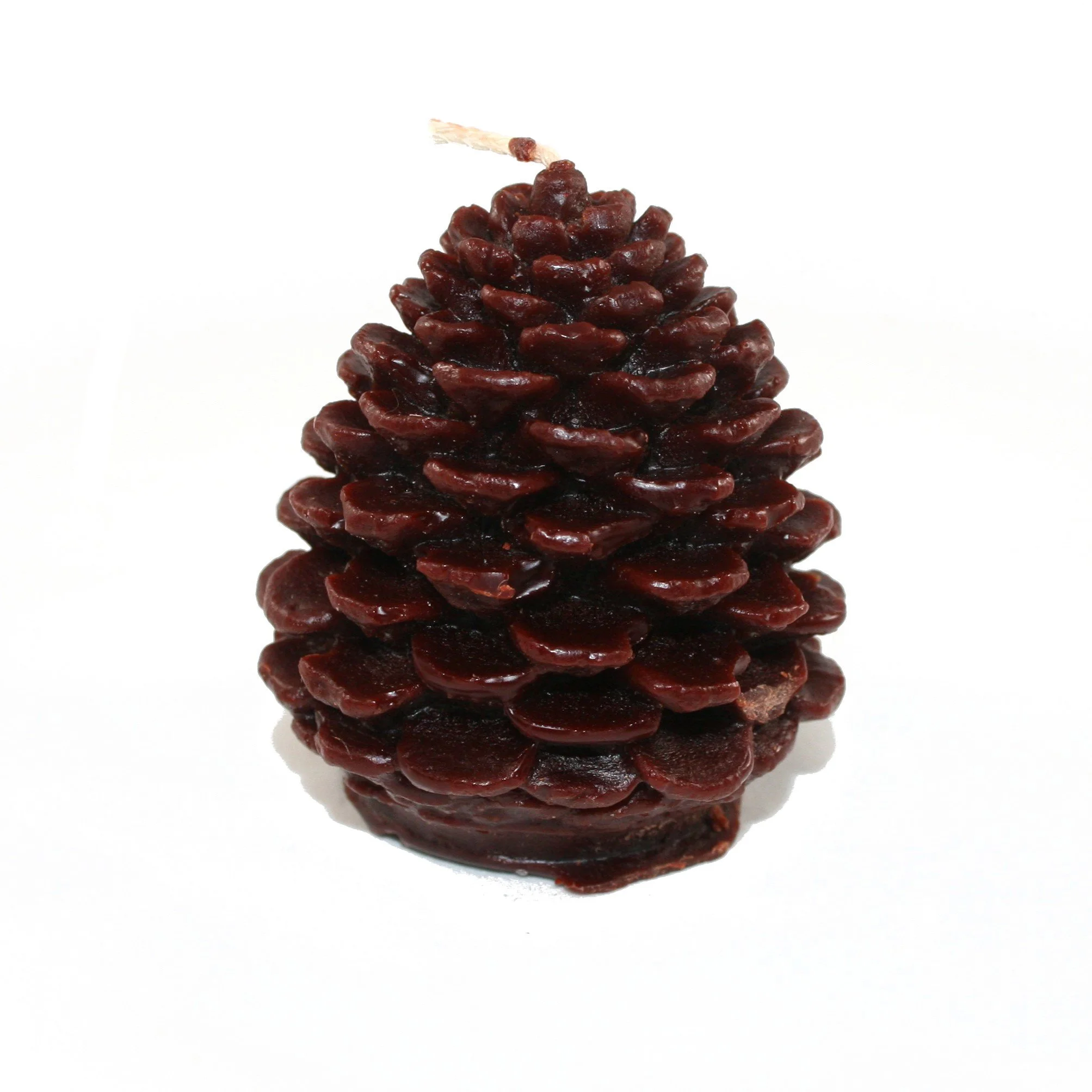 PINECONE_square1.JPG