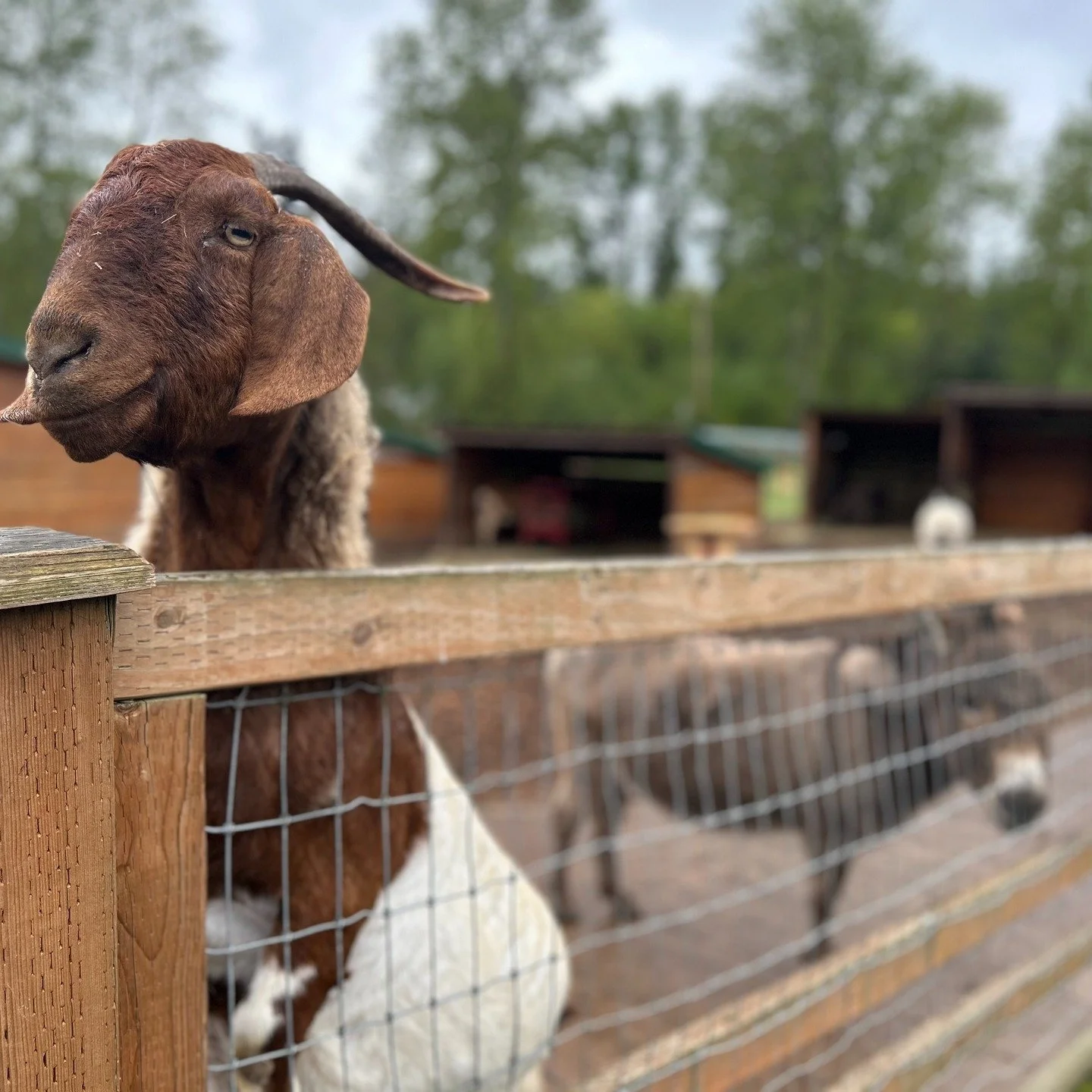 #pinelake another field trip to the Sammamish Animal Sanctuary