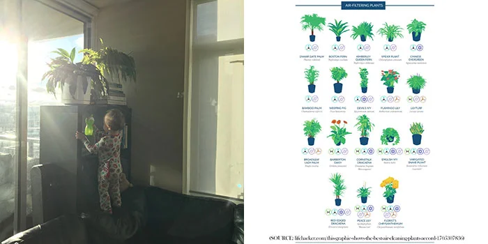 CONNECTION >>> Awesome infographic from @lifehackerdotcom on the best air-cleaning indoor plants, according to @NASA! NASA’s research suggests that “indoor plants can scrub the air of cancer-causing volatile organic compounds like formaldehyde and benzene,” according to a recent @TIME article, “And the bigger and leafier the plant, the better.” Plus, “later research has found that soil microorganisms in potted plants also play a part in cleaning indoor air.” While the article goes on to include expert opinion that questions the efficacy of houseplants’ ability to clean air in non-laboratory settings, it concludes with additional benefits: “Studies have shown plants can knock out stress by calming the sympathetic nervous system, and can also make people feel happier. More research shows spending time around nature has a positive effect on a person’s mood and energy levels.” Here’s my smart little B trying to water our peace lily and fern (after climbing onto the couch and up the bookshelf all by her strong little self!) with her water bottle after seeing me do the same with mine (it lets you water with a slow drizzle so the soil can absorb better, and you don’t have to buy a watering can – yay minimalism!). NOTE: keep them high up because many of these houseplants are poisonous to pets and children!!